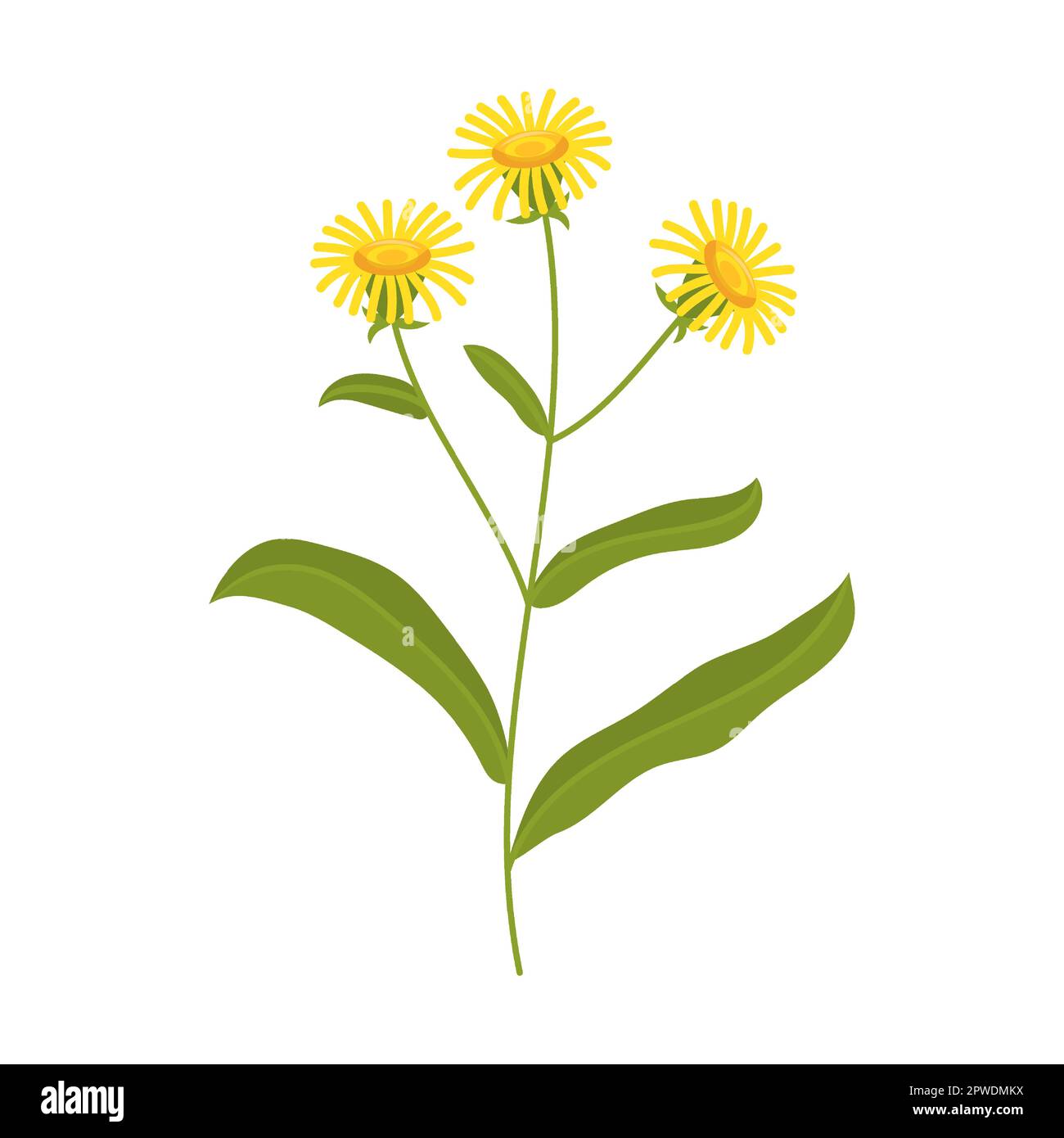 Illustration de vecteur de fleur sauvage de miel de champ. Fleurs de prairie ou de champ, buttercup jaune et pissenlit, cloches, coquelicots isolés Illustration de Vecteur