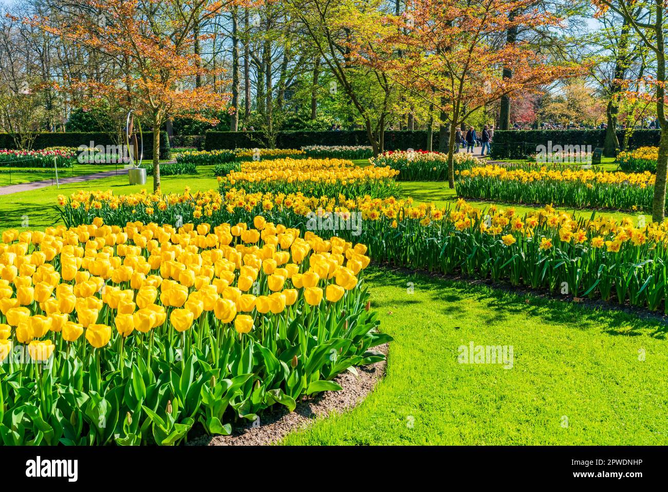 LISSE, HOLLANDE - 19 AVRIL 2023 : tulipes fleuries dans le parc de Keukenhof, l'un des plus grands jardins de fleurs du monde Banque D'Images
