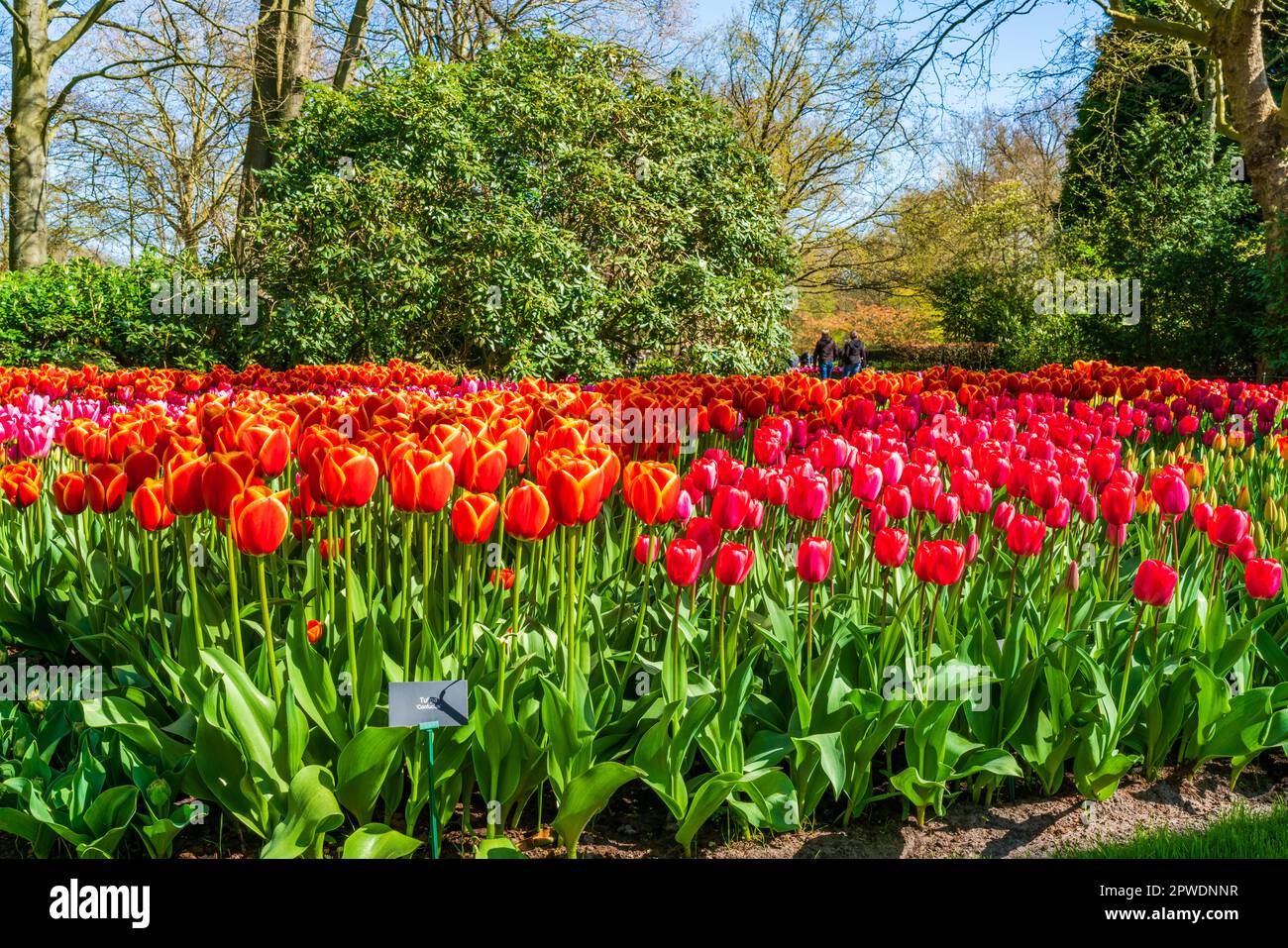 Magnifiques tulipes fleuris dans le jardin de Keukenhof, Hollande. Mise au point sélective Banque D'Images