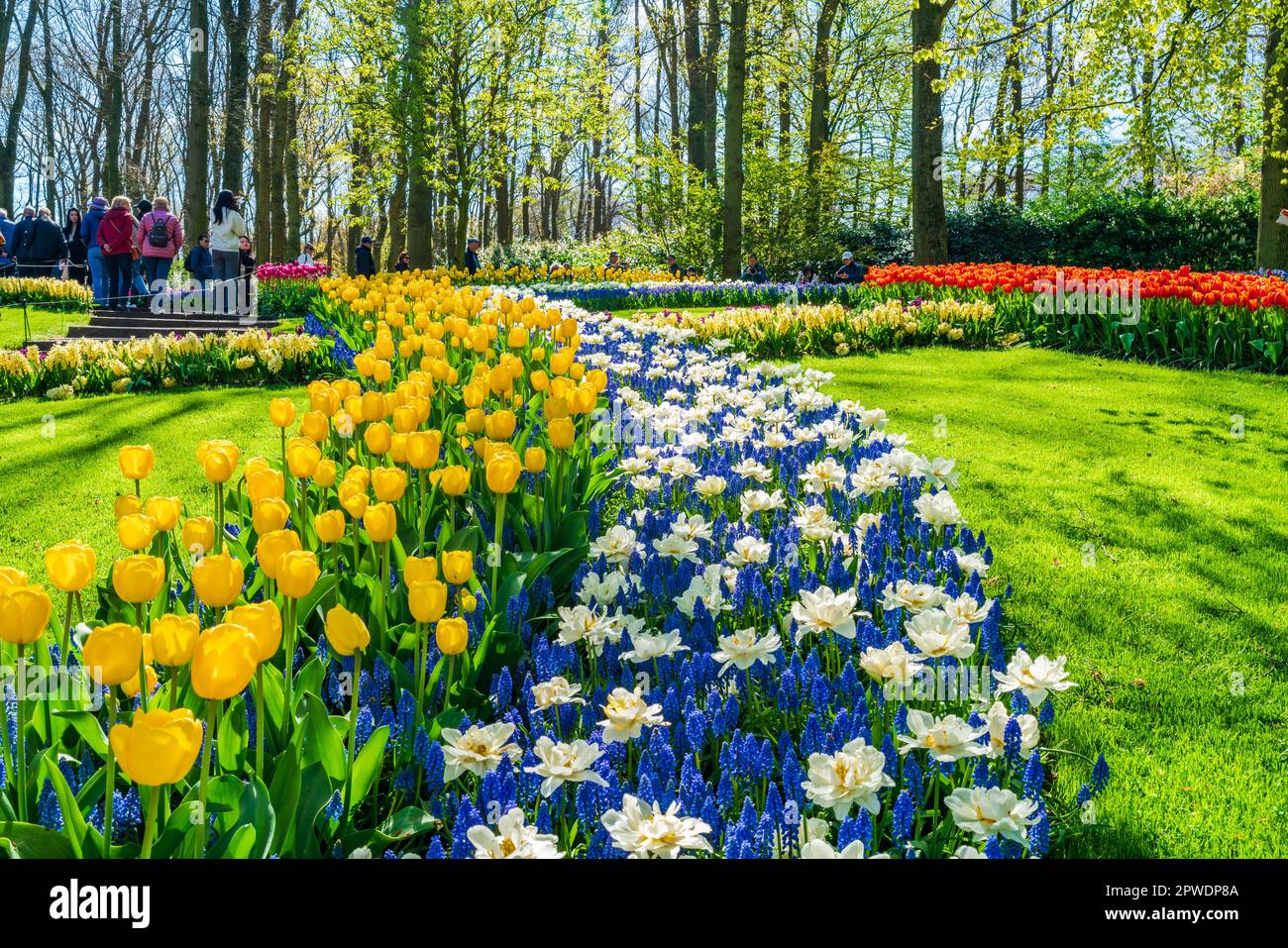 LISSE, HOLLANDE - 19 AVRIL 2023 : fleurs fleuries dans le parc de Keukenhof, l'un des plus grands jardins fleuris du monde Banque D'Images