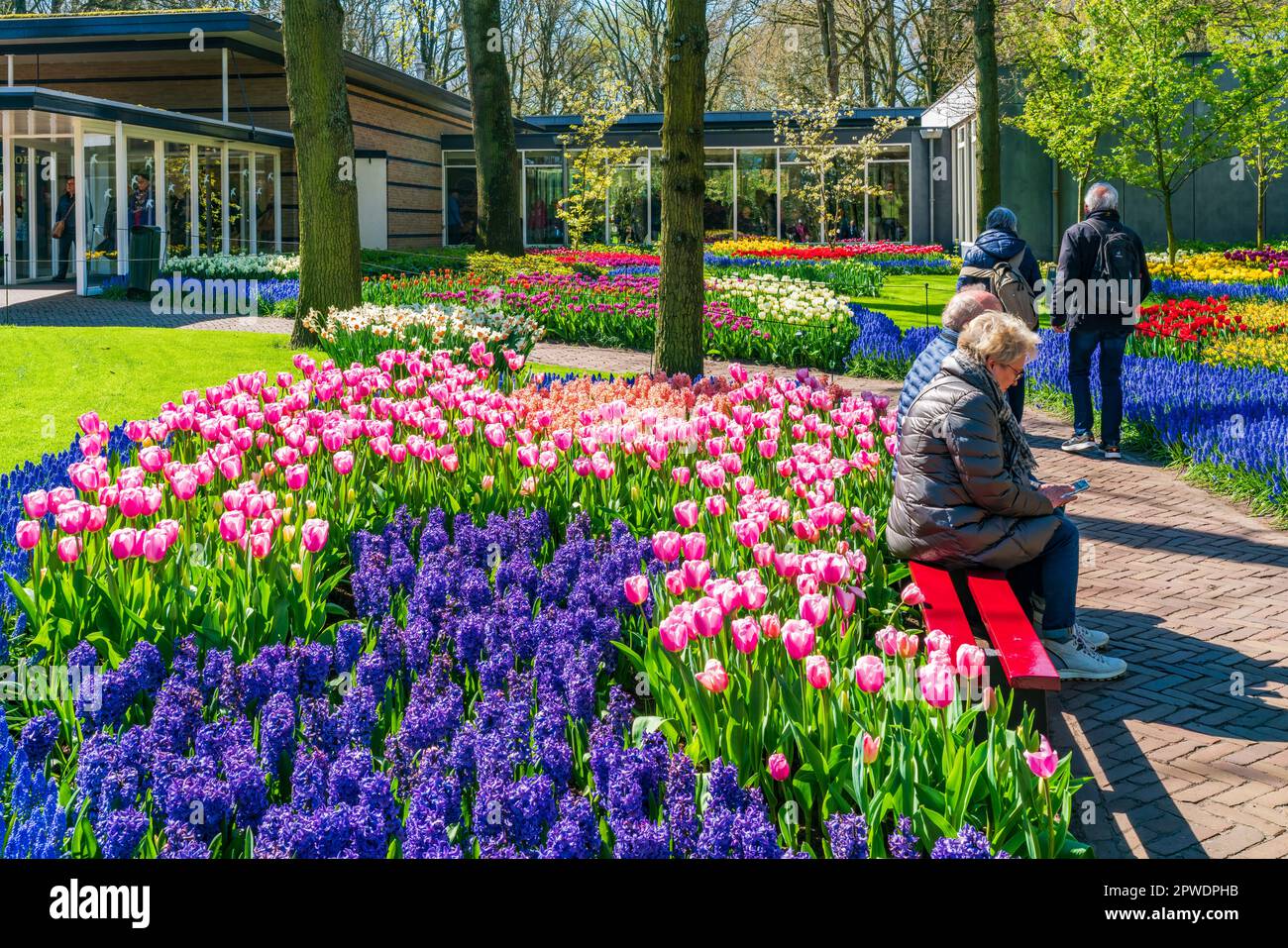 LISSE, HOLLANDE - 19 AVRIL 2023 : fleurs fleuries dans le parc de Keukenhof, l'un des plus grands jardins fleuris du monde Banque D'Images