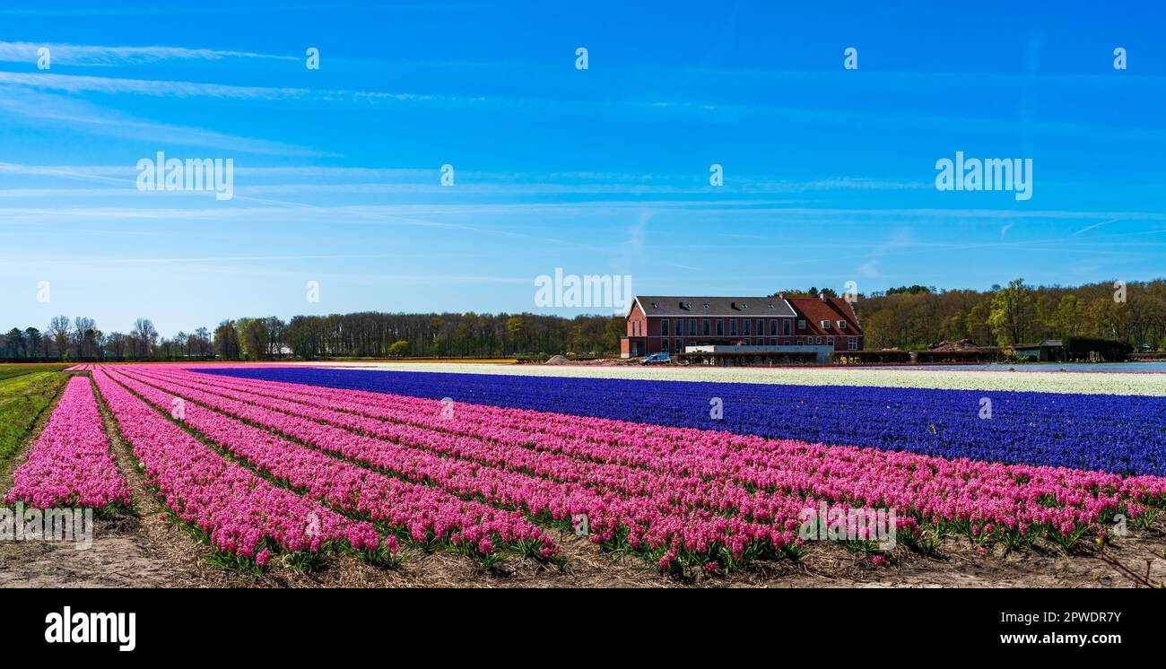 Champs avec fleurs de jacinthe colorées en fleur à Lisse, Hollande Banque D'Images