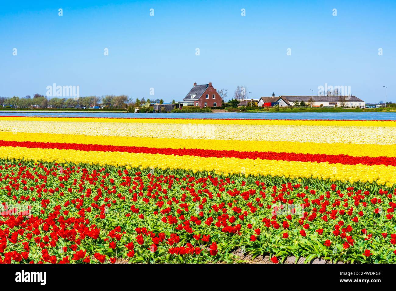 Champs avec tulipes colorées à Lisse, Hollande Banque D'Images