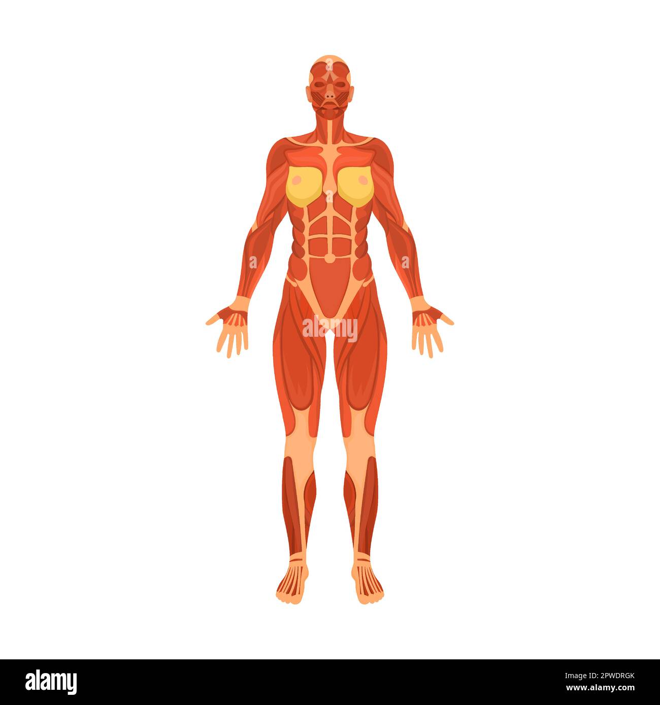 système musculaire humain du corps. Illustration d'un système d'organes du vecteur du corps humain. Structure du corps de la femme sur fond blanc. Anatomie Illustration de Vecteur