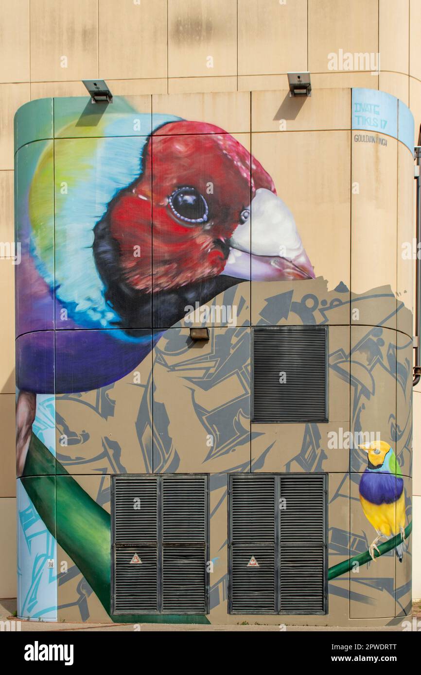 Gouldian Finch Street Art by DVate, Darwin, NT, Australie Banque D'Images