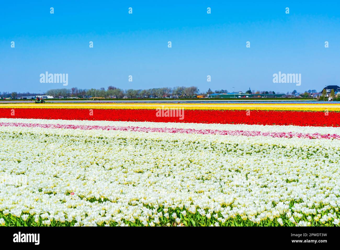 Champs avec tulipes colorées à Lisse, Hollande Banque D'Images