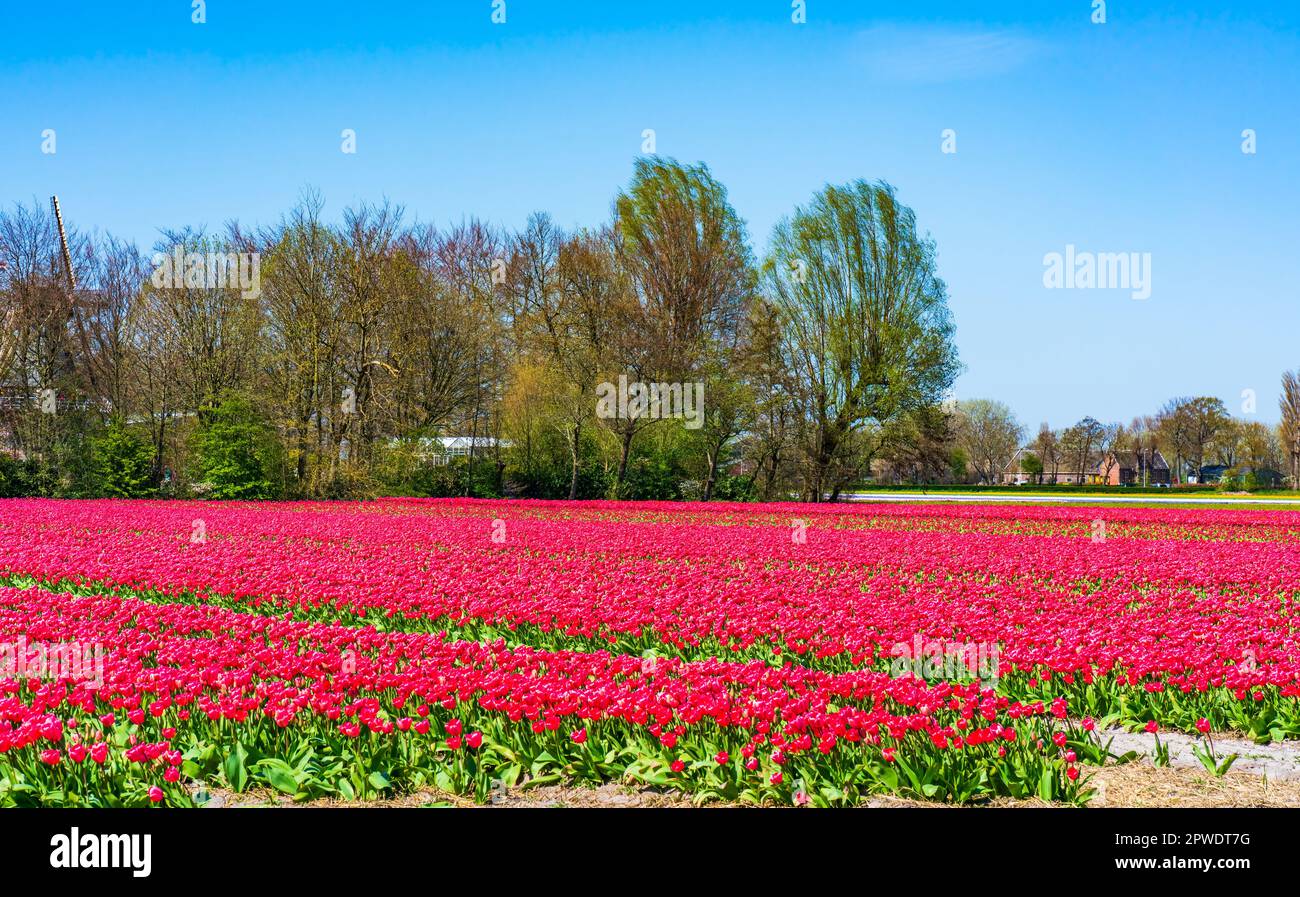 Champs de tulipes roses à Lisse, Hollande Banque D'Images
