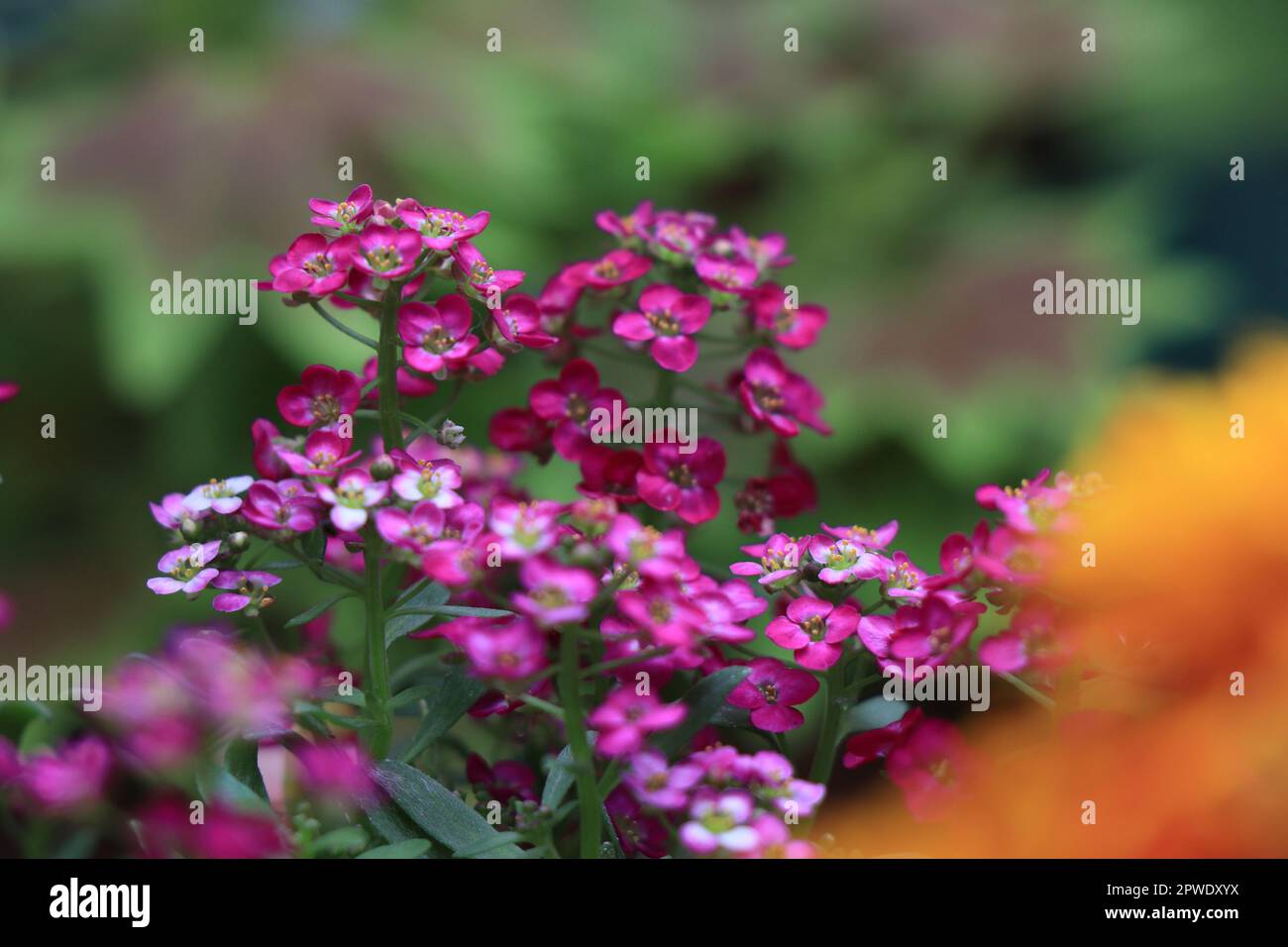 Floraison de la fleur rose Lobularia maritima Banque D'Images