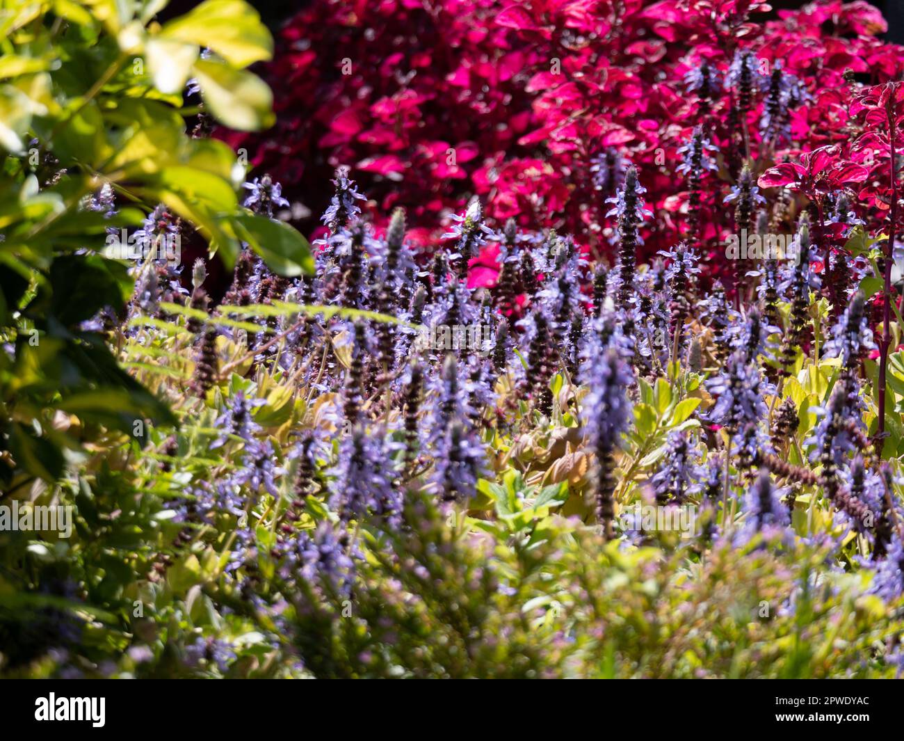 les couleurs gaies plantes sauvages et sauge dans la nature Banque D'Images