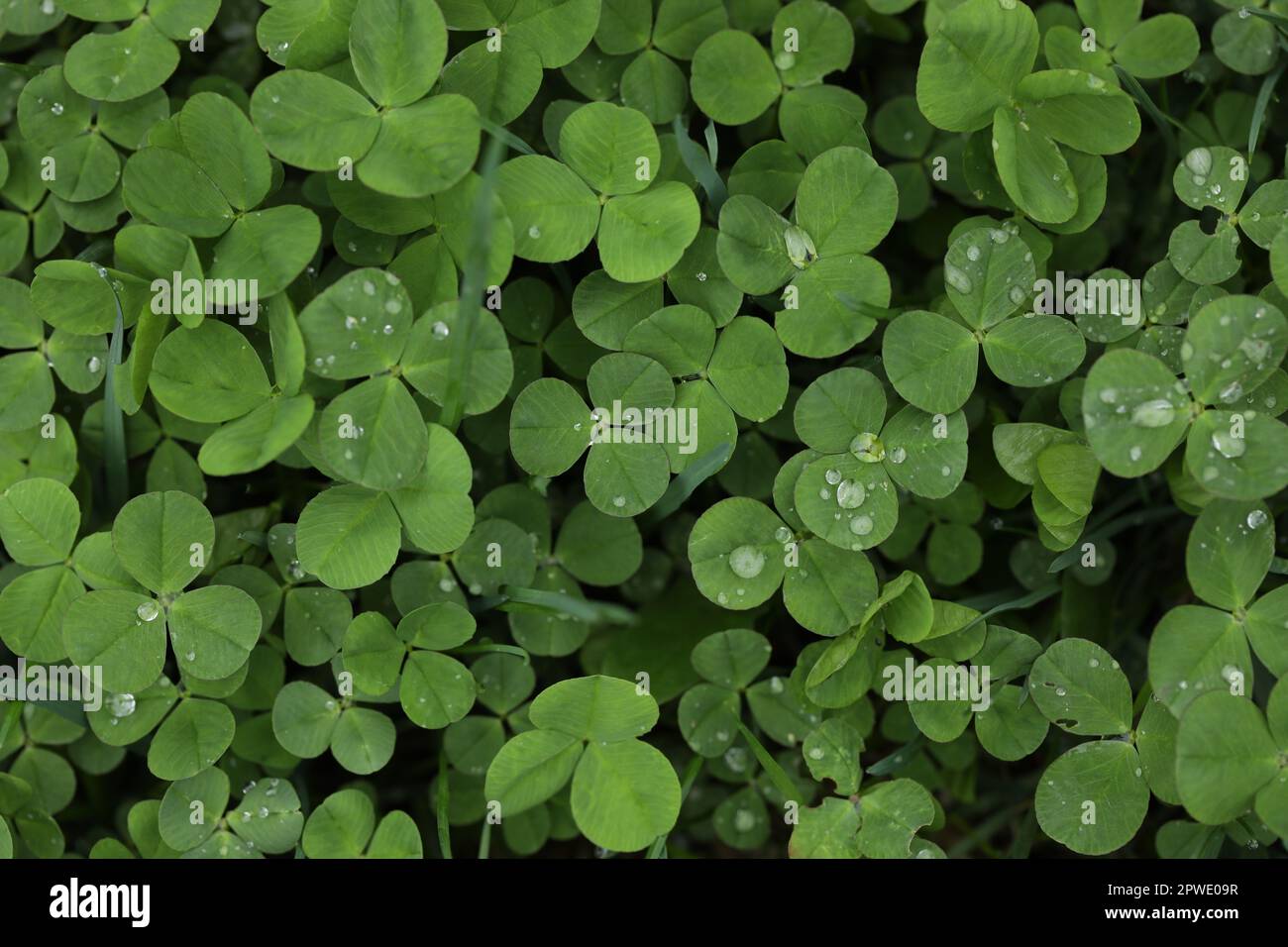Un champ de trèfle avec les feuilles dessus Banque D'Images
