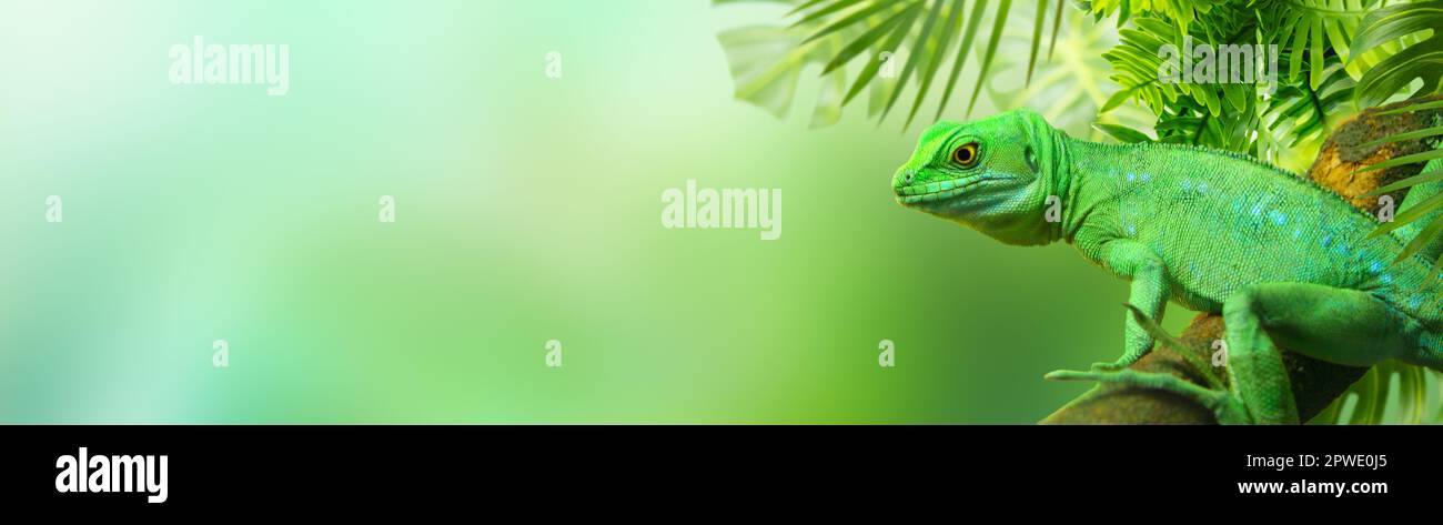 Lézard vert assis sur une branche d'arbre entourée de feuilles tropicales. Bannière. Banque D'Images