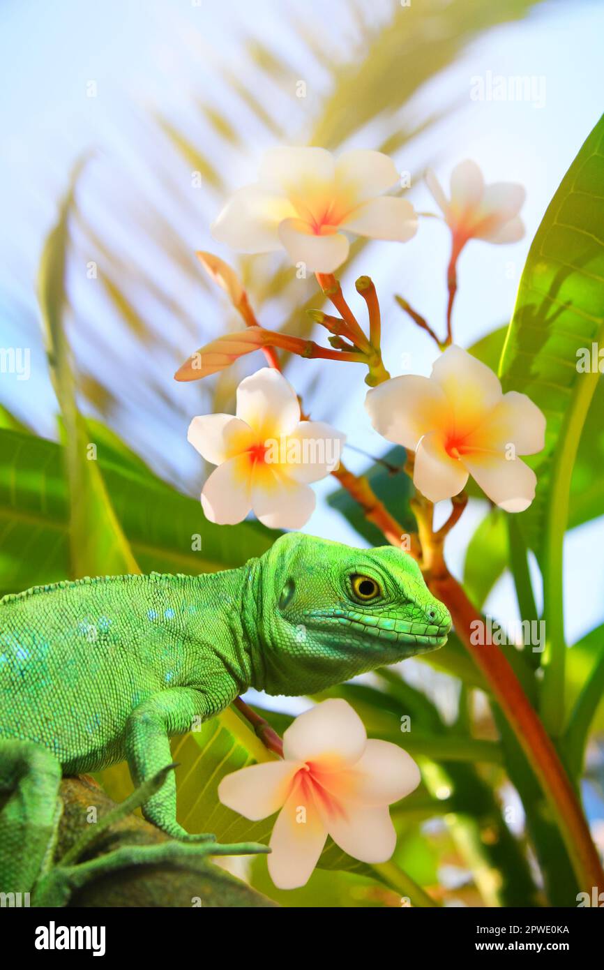 Lézard vert assis sur une branche d'arbre entourée de fleurs tropicales et de feuilles par temps ensoleillé. Banque D'Images
