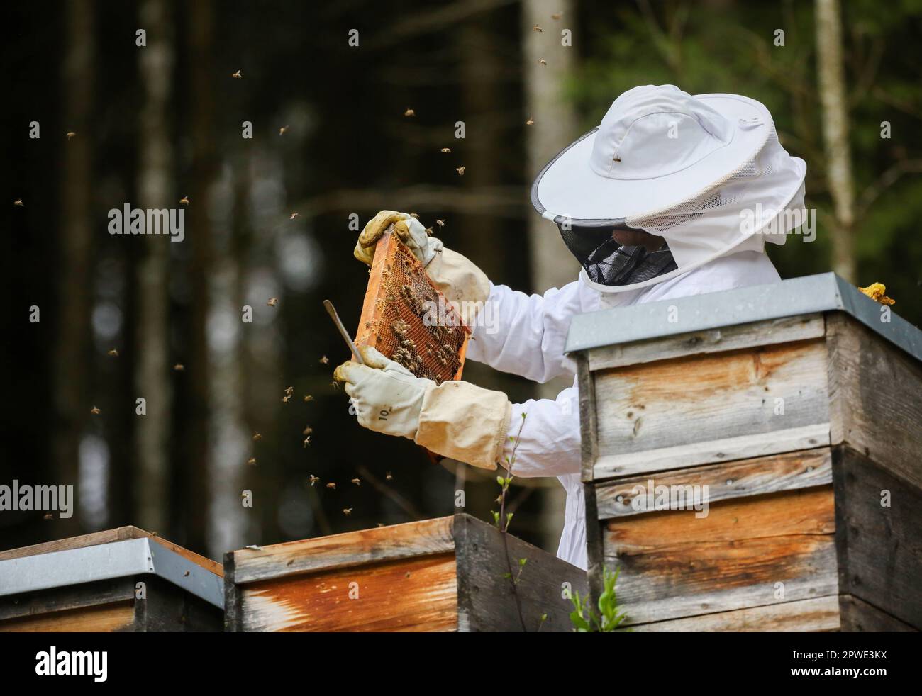 30 avril 2023, Bade-Wurtemberg, Münsingen: Un apiculteur vérifie les peignes dans une ruche à Bichishausen sur l'Alb souabe photo: Thomas Warnack/dpa Banque D'Images