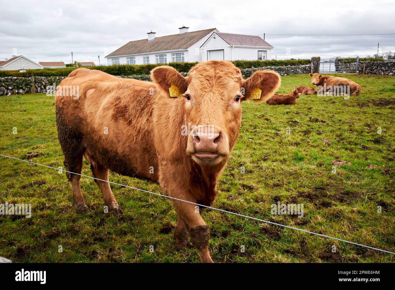 vaches avec veaux dans un petit champ de détention dans le comté de galway république d'irlande Banque D'Images