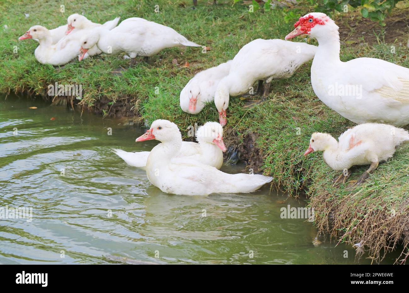 Troupeau de Canards musqués blancs ou Cairina moschata domestica se détendant autour de l'étang Banque D'Images
