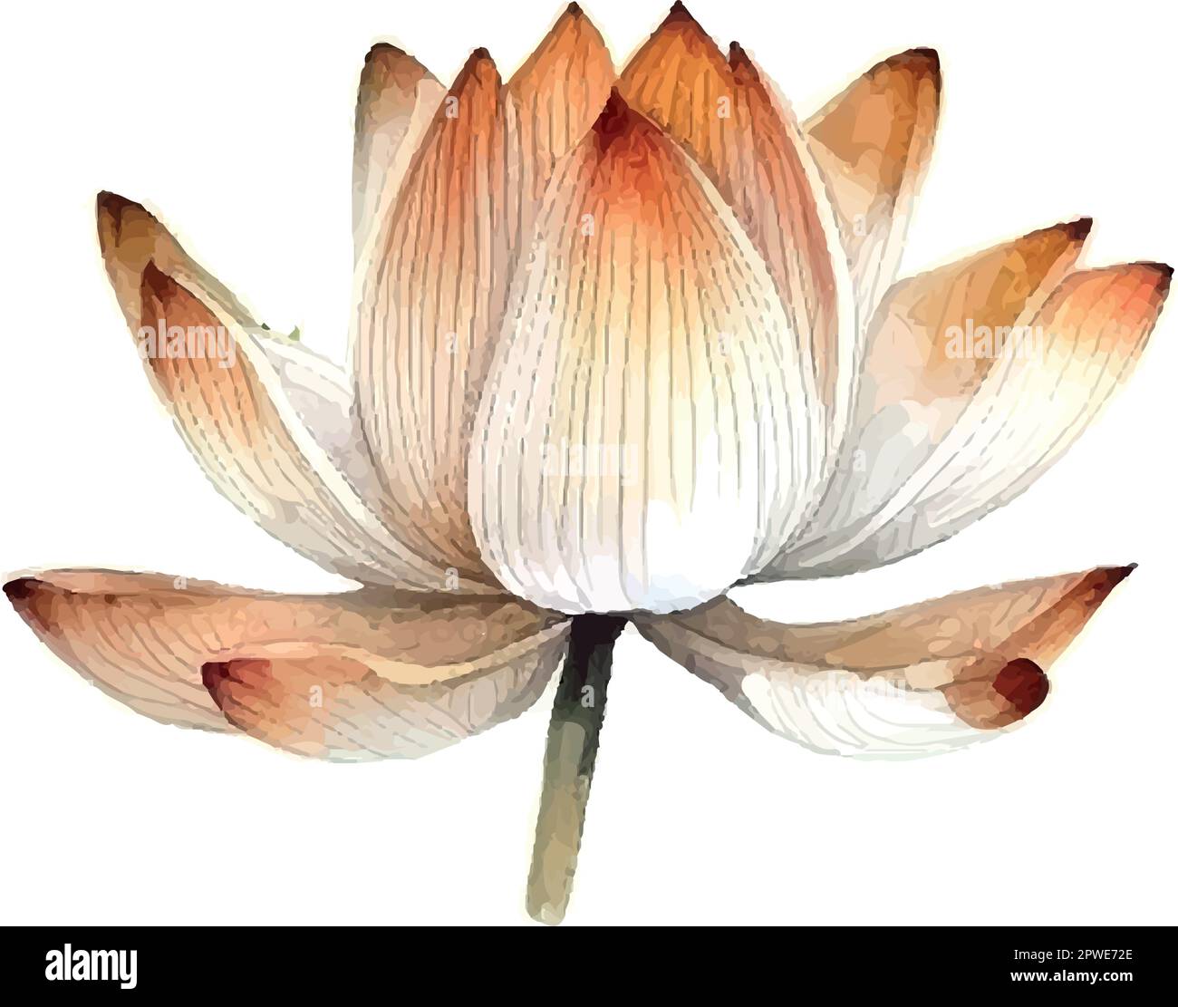 Fleur de Lotus blanc aquarelle, illustration vectorielle.isolé sur fond blanc. Illustration de Vecteur