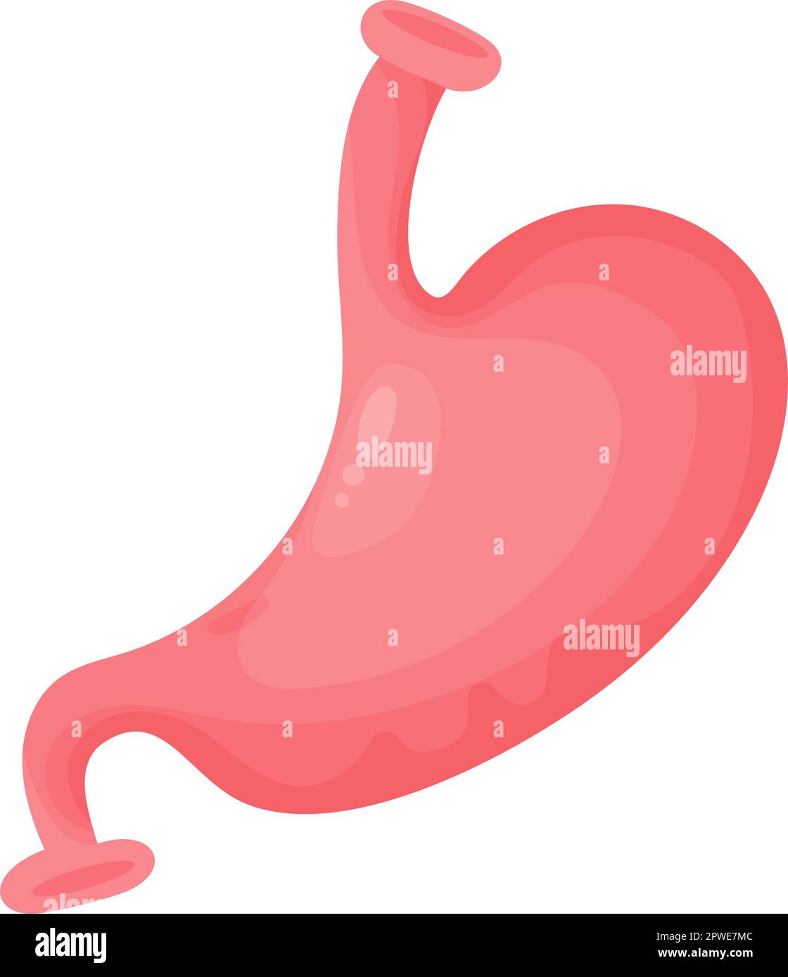 Estomac. Organe humain du tractus gastro-intestinal. Illustration vectorielle de style dessin animé plat. Concept anatomique Illustration de Vecteur