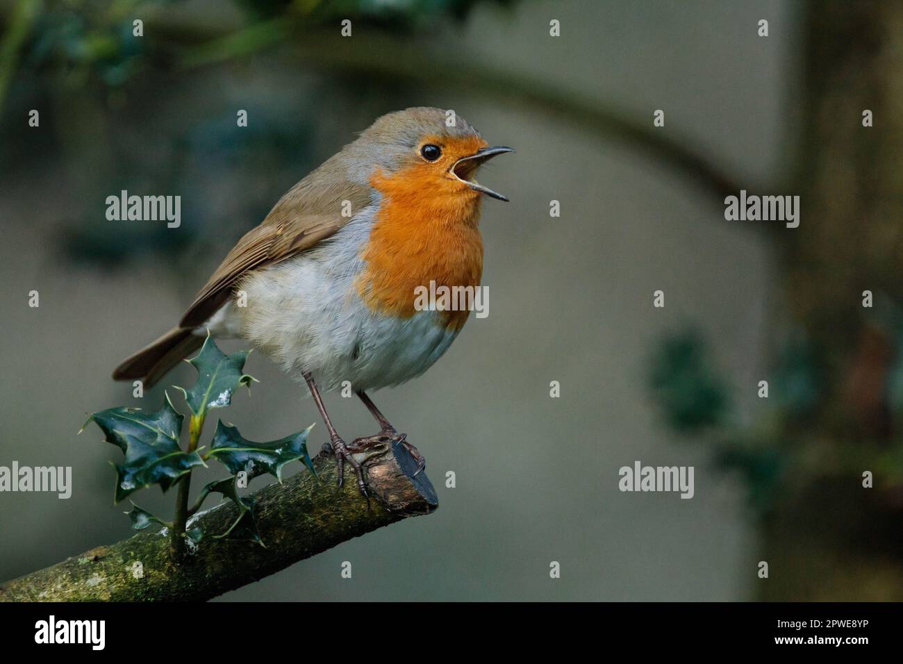 Robin, erithacus rubecula, chantant sur une branche d'un Bush houleux. Photo par Amanda Rose/Alay Banque D'Images