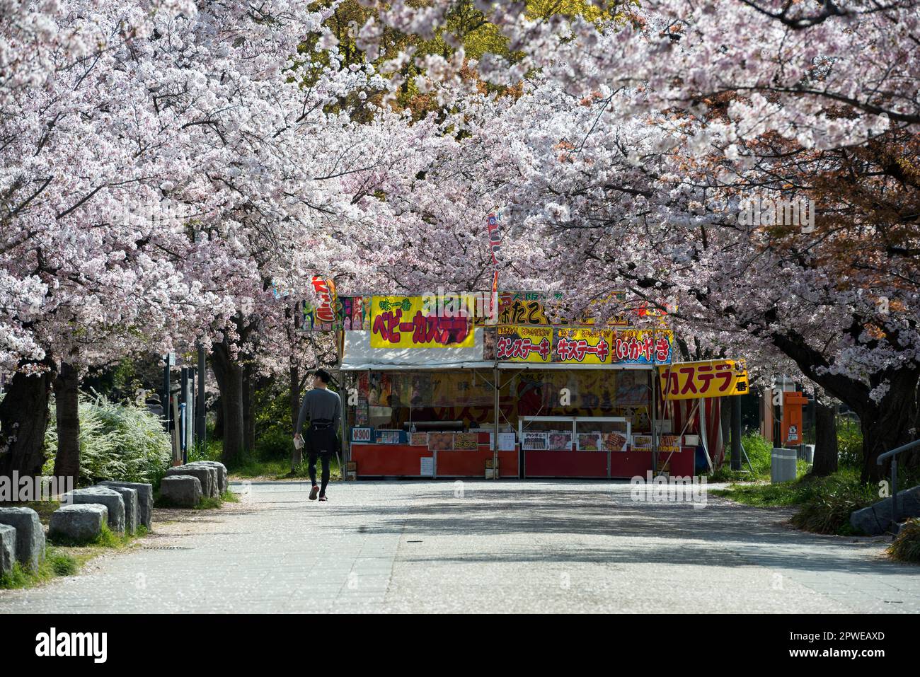 Tako-yaki se trouve au milieu des cerisiers en fleurs près du château d'Osaka, Osaka, Japon Banque D'Images