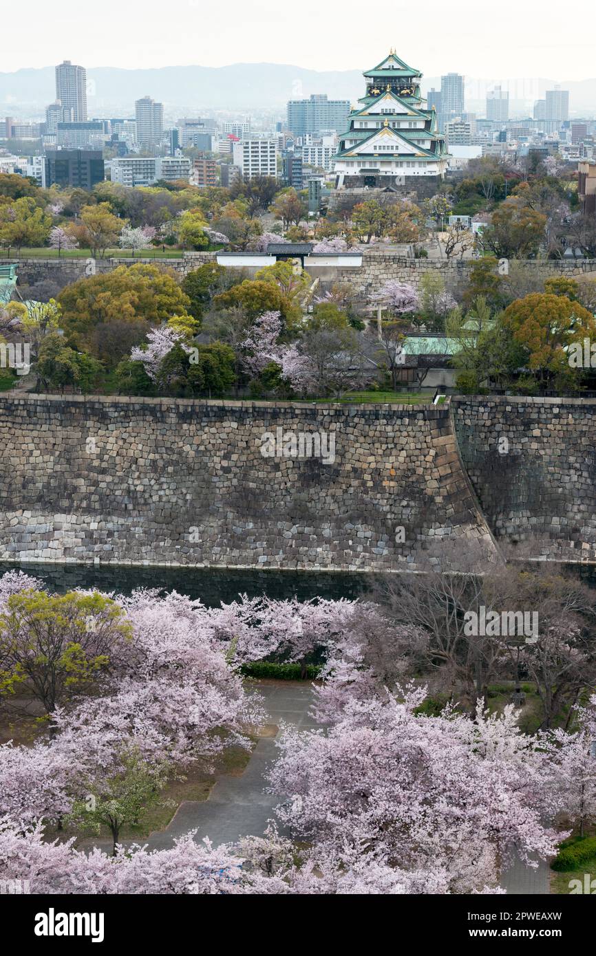 Cerisiers en fleurs et douves du château d'Osaka, Osaka, Japon Banque D'Images