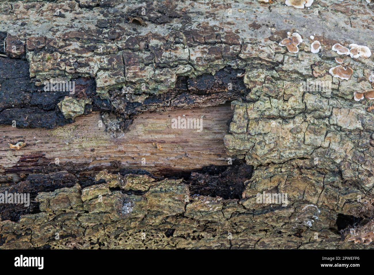 Pourriture du bois et émiettage de l'écorce Banque D'Images