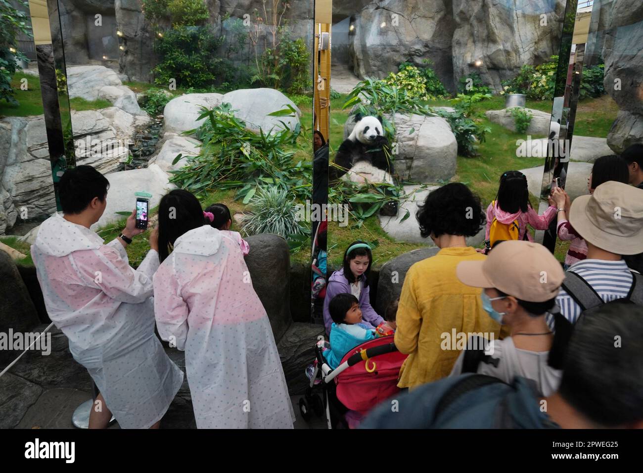 Hong Kong, Chine. 30th avril 2023. (230430) -- HONG KONG, 30 avril 2023 (Xinhua) -- les touristes prennent des photos de panda géant Yingying à Ocean Park Hong Kong, au sud de la Chine Hong Kong, 19 avril 2023. Le matin du printemps, l'Observatoire de Hong Kong a émis une alerte de tempête. À Ocean Park Hong Kong, dès leur arrivée au travail à 8 h 00, les gardiens se sont précipités pour vérifier la situation de Lele et Yingying, deux pandas géants âgés de 17 ans, qui pourraient être perturbés par le mauvais temps. Les deux créatures bosse et molletonnée se réveillaient et se coulaient dans le dortoir, où la température était maintenue b Banque D'Images