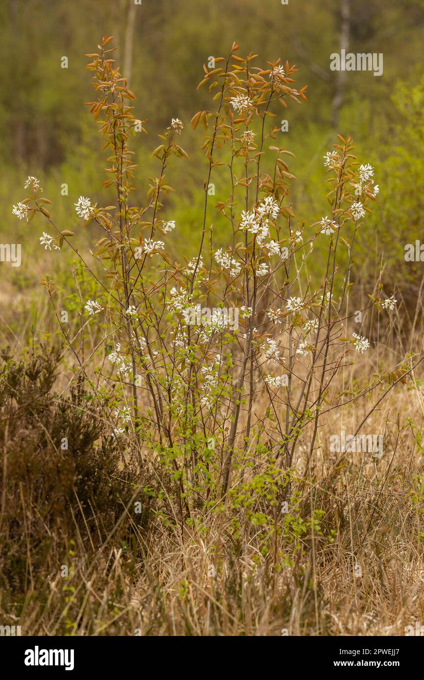 Cerisier sauvage, Prunus avium, floraison en avril. Whitelye Common, Monbucshire, pays de Galles, Royaume-Uni. Banque D'Images