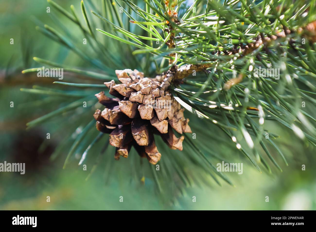 Faire dorer le cône mûr mûr de la branche du pin écossais. Gros plan du bourgeon d'ouverture de Pinus sylvestris. Beauté naturelle d'une élégante brindille de pin Baltique Banque D'Images