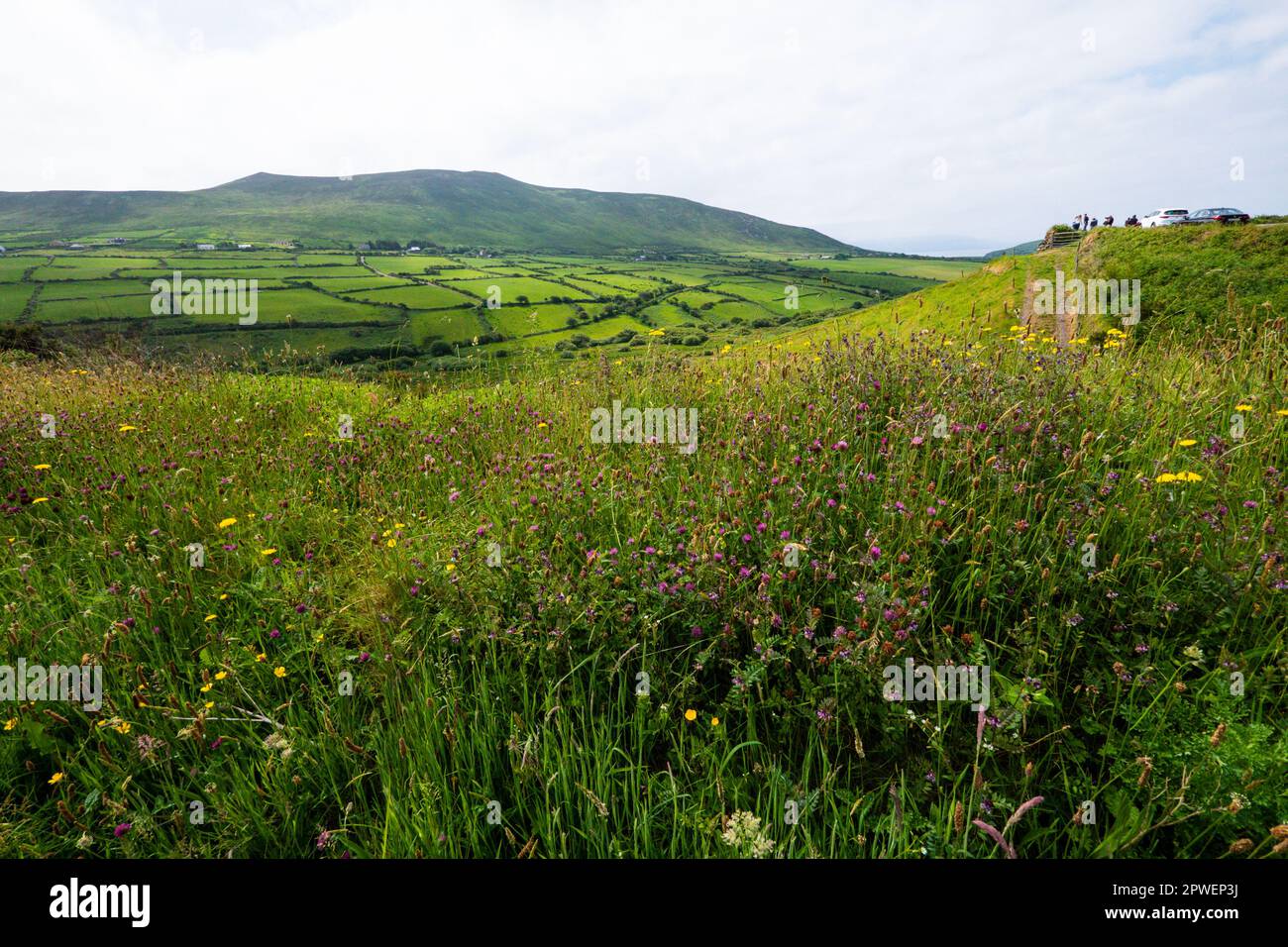 Paysage irlandais des collines vertes Banque D'Images