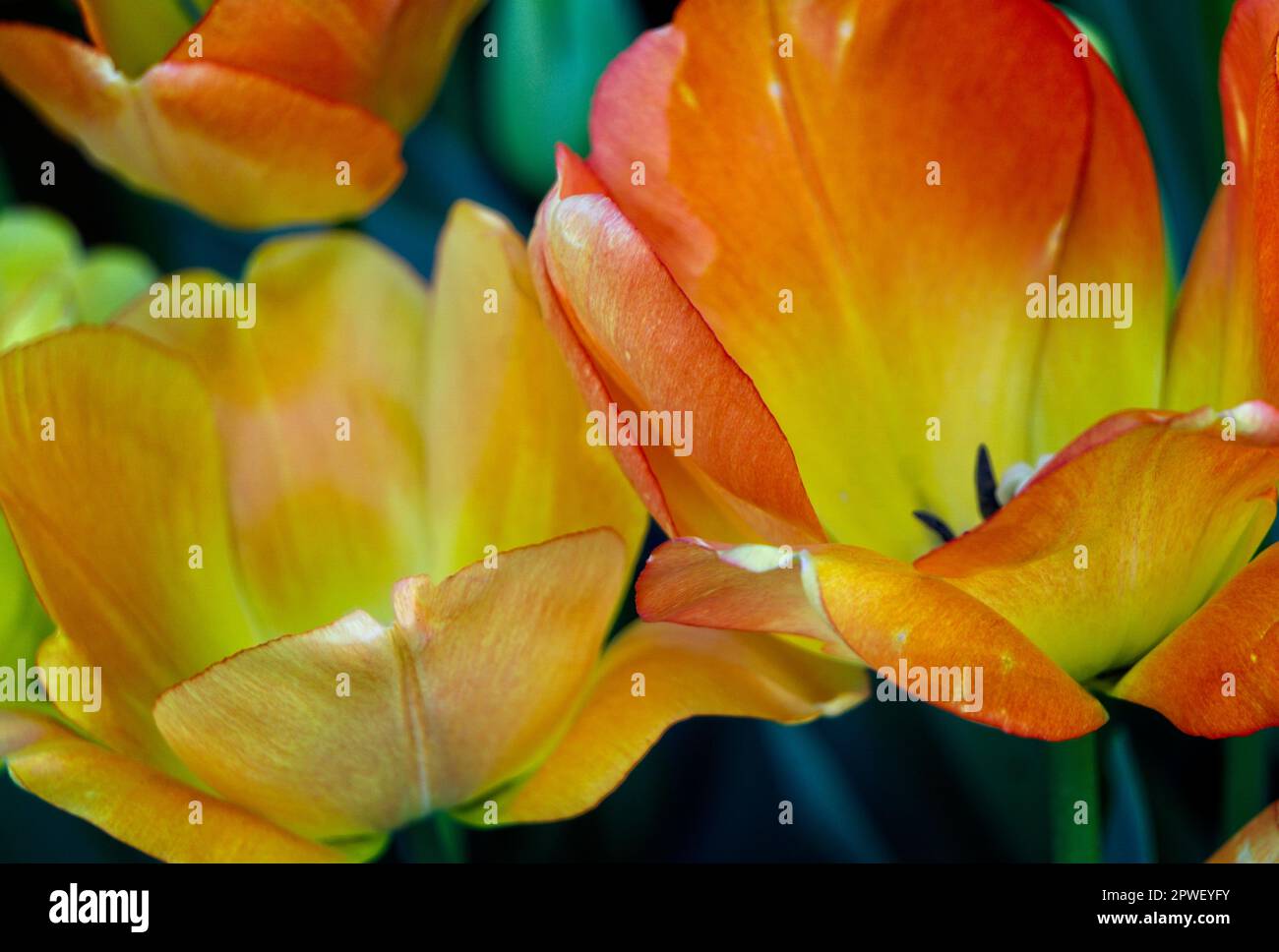 Garden Tulip Butchart Gardens, C.-B. Banque D'Images