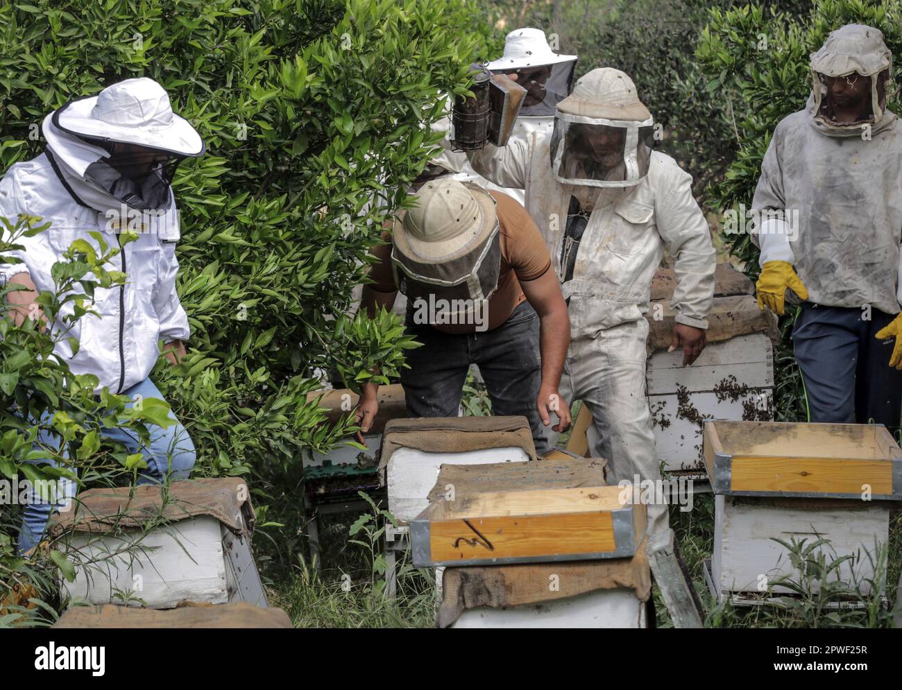 28 avril 2023, Gaza, la bande de Gaza, Palestine : les apiculteurs retirent les nids d'abeilles d'une ruche après avoir utilisé de la fumée pour calmer les abeilles, pendant la saison de récolte du miel le long de la frontière entre la bande de Gaza et Israël, dans la ville de Beit Hanoun, dans le nord de la bande de Gaza. (Credit image: © Mahmoud Issa/Quds Net News via ZUMA Press Wire) USAGE ÉDITORIAL SEULEMENT! Non destiné À un usage commercial ! Banque D'Images
