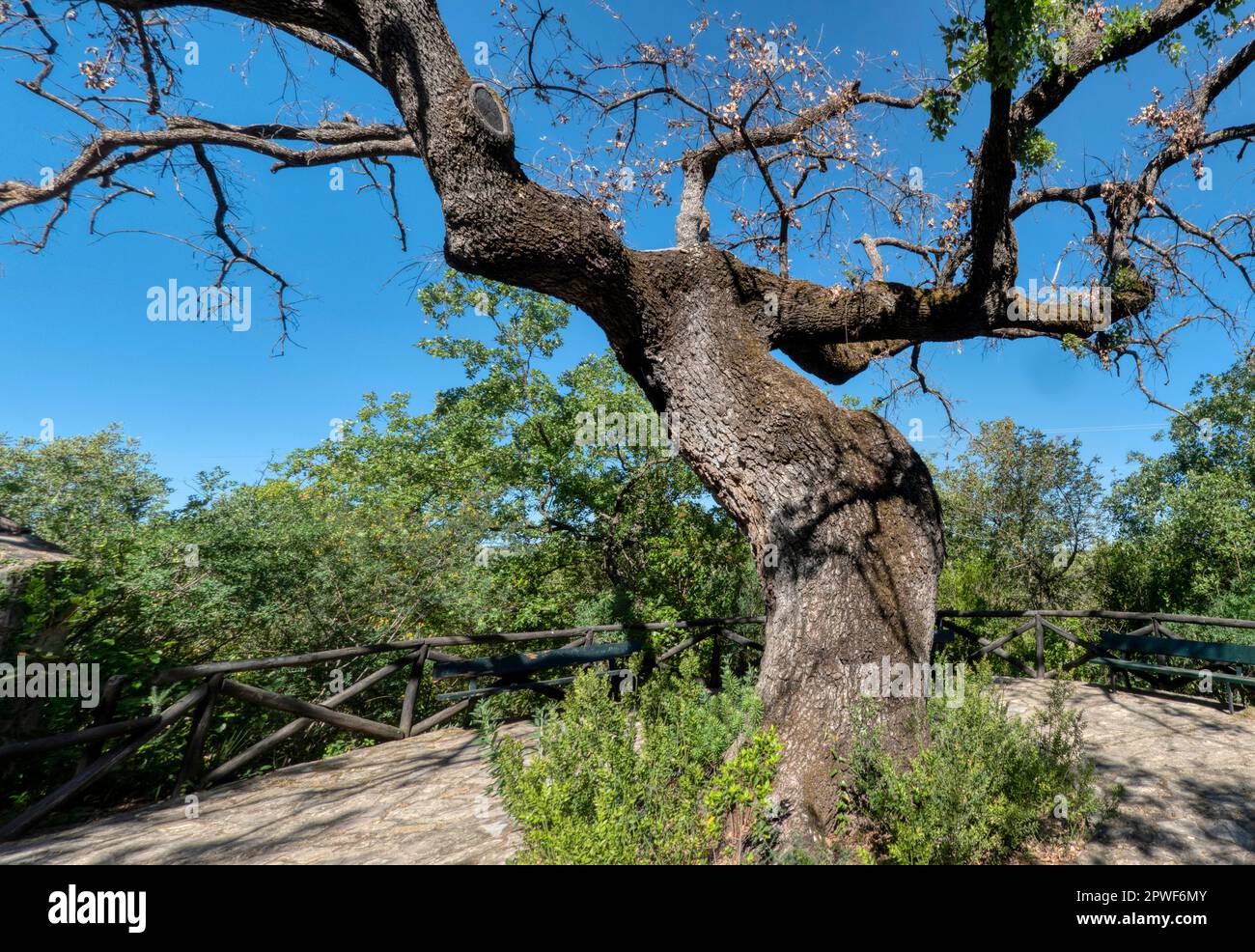 Un immense très vieux arbre Banque D'Images