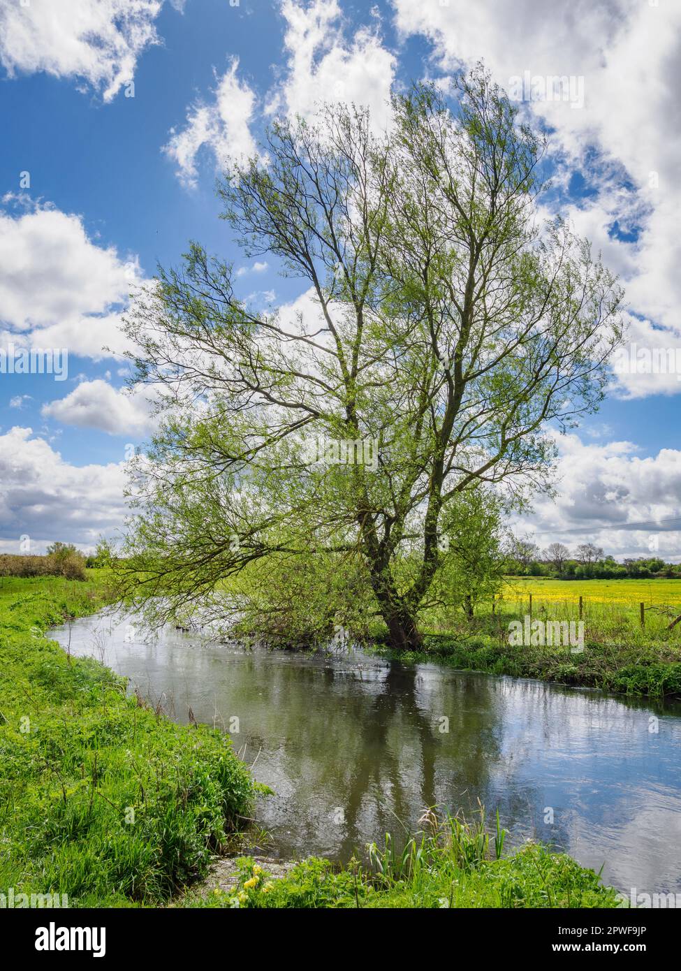 Saule entrant en feuille sur les rives de la jeune Tamise près de Cricklade dans le Wiltshire Royaume-Uni Banque D'Images