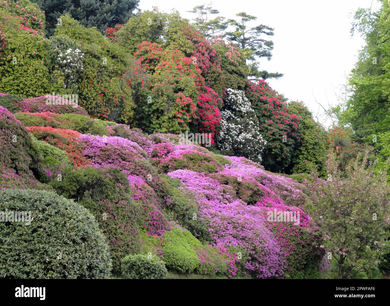 Jardins de la Villa Carlotta (Tremezzo), sur le lac de Côme, en Italie. Banque D'Images