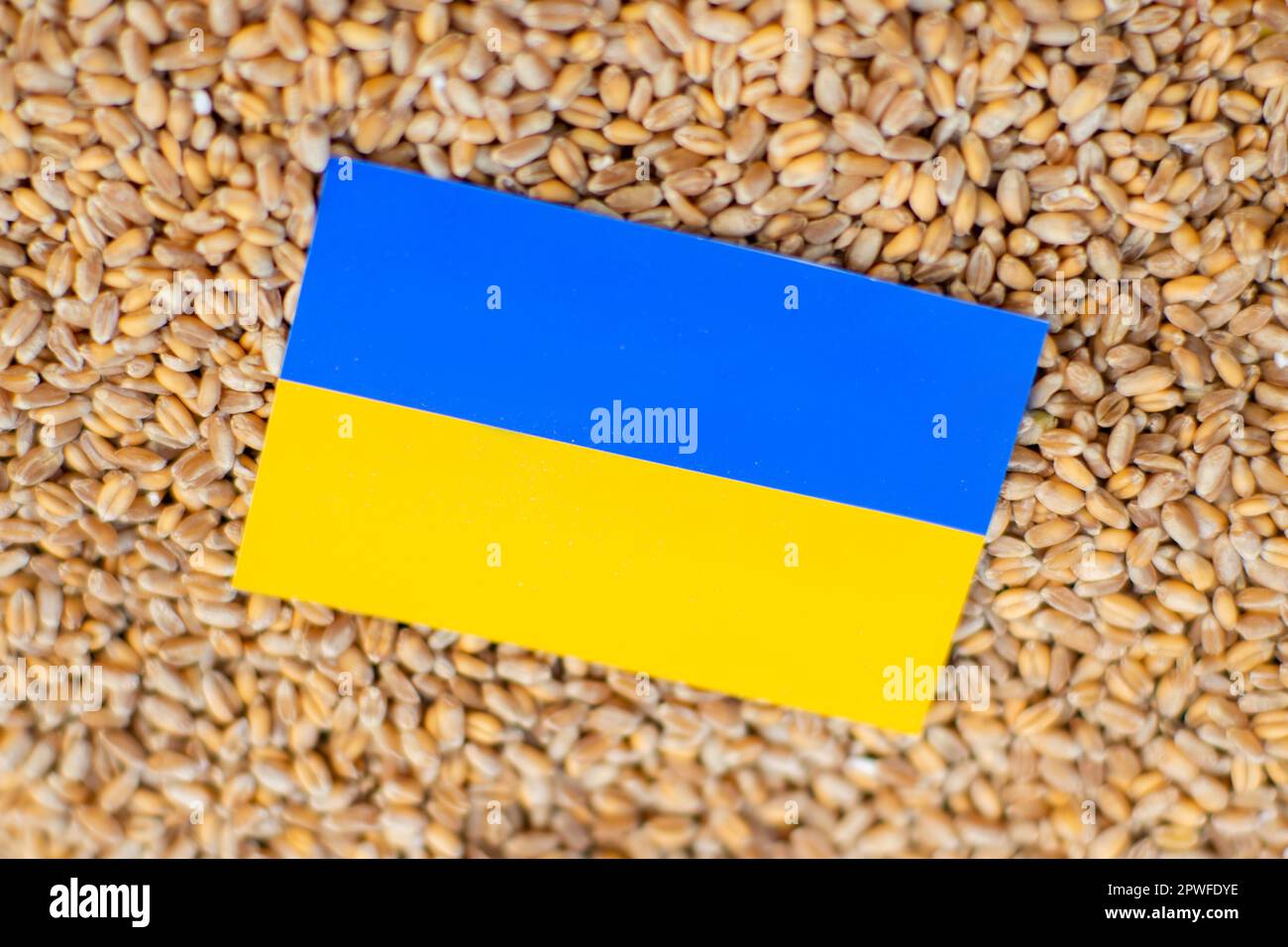 Concept ukrainien d'exportation de grain. Une tasse de céréales et le drapeau de l'ukraine sur fond vert. Banque D'Images