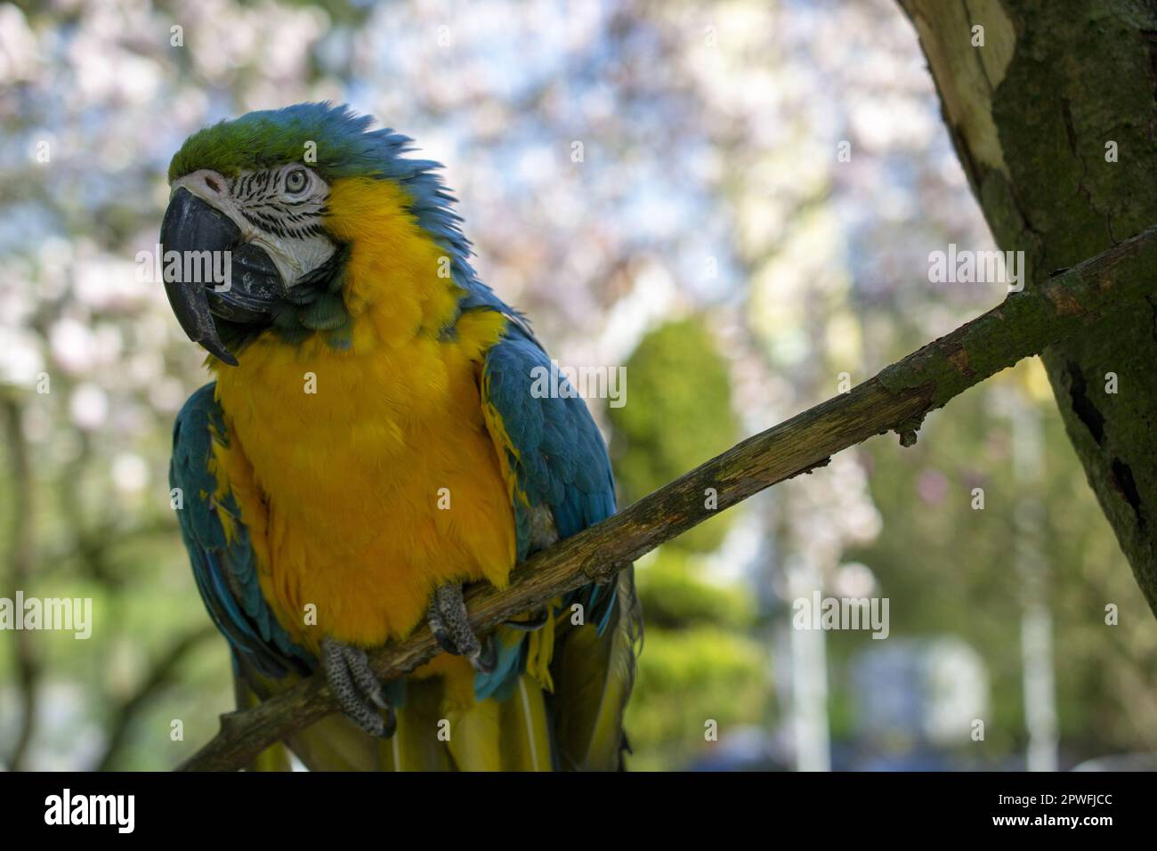 Macaw bleu et jaune . ARA ararauna. Perroquet. Banque D'Images