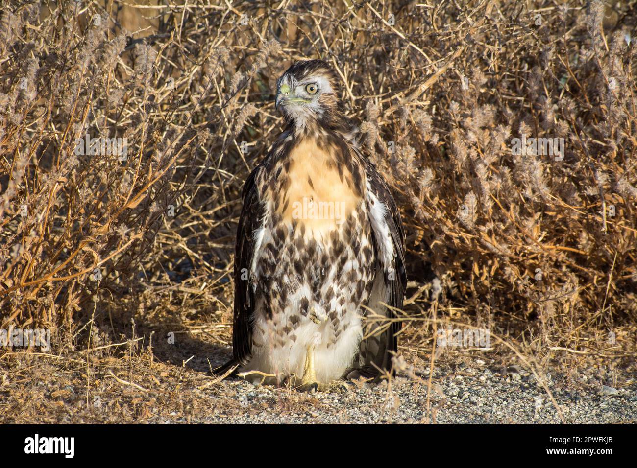 Un faucon juvénile à queue rouge (Buteo jamaicensis), avec le bas encore sur son visage, dans le désert de Mojave en Californie. Il était à peine capable de voler. Banque D'Images