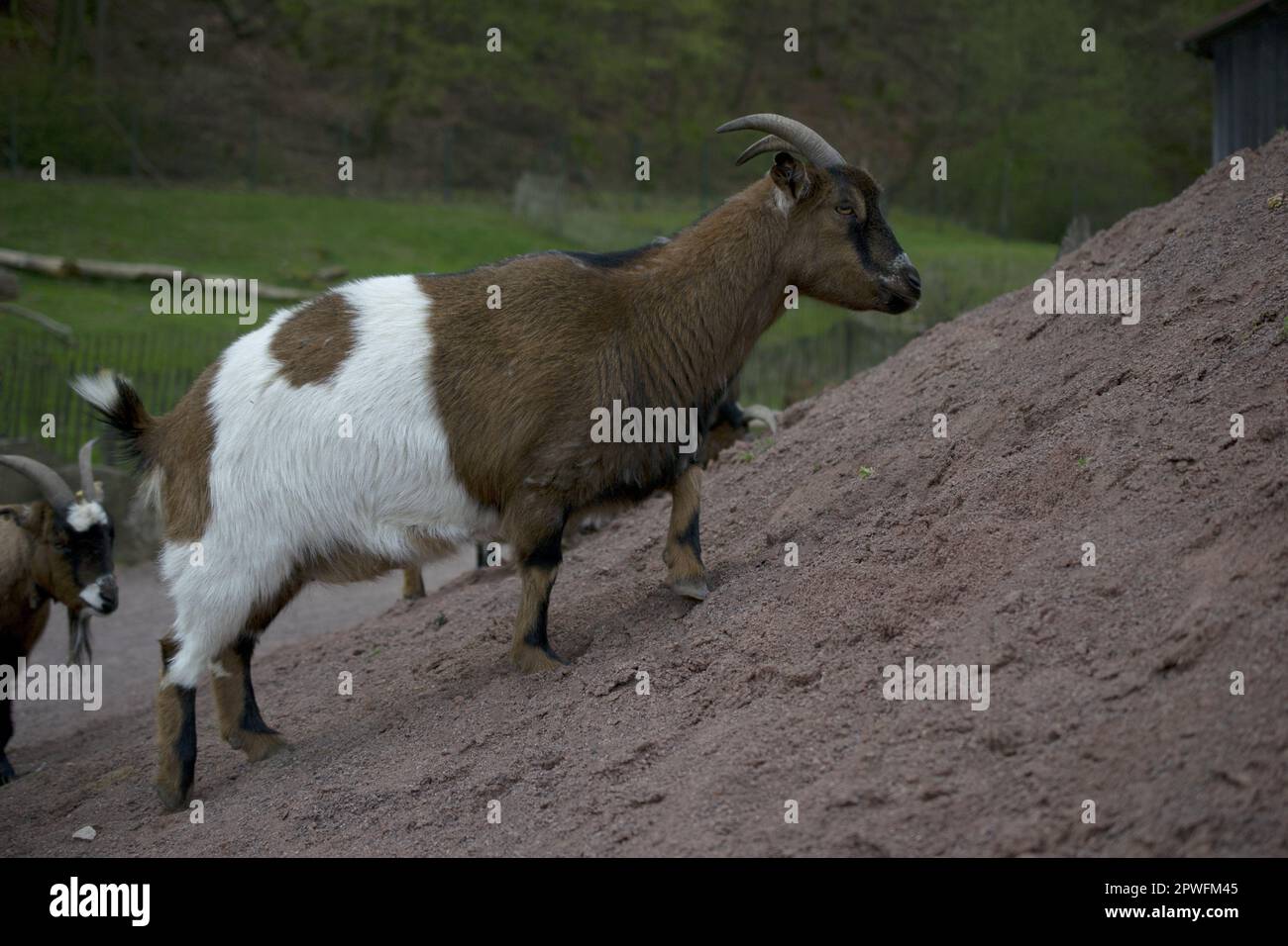 Pygmy africaine. Chèvre dwarf ou Pygmy d'Afrique de l'Ouest. Banque D'Images