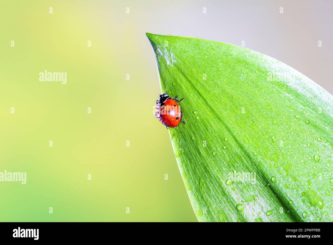 Ladybird sur une feuille verte dans une prairie printanière, mise au point sélective gros plan, espace de copie pour le texte Banque D'Images