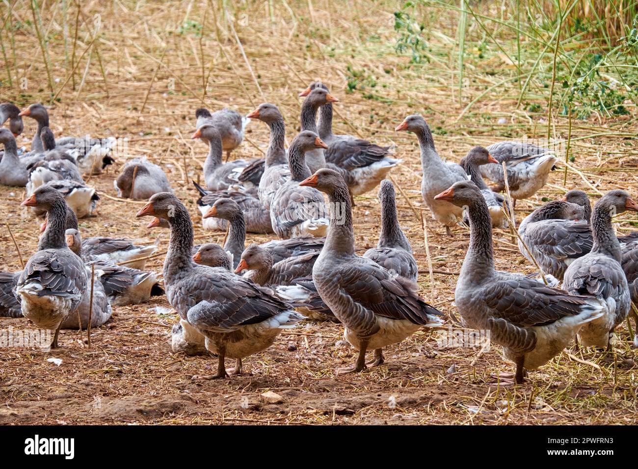 Ferme de production de foie gras dans le Sud de la France Banque D'Images