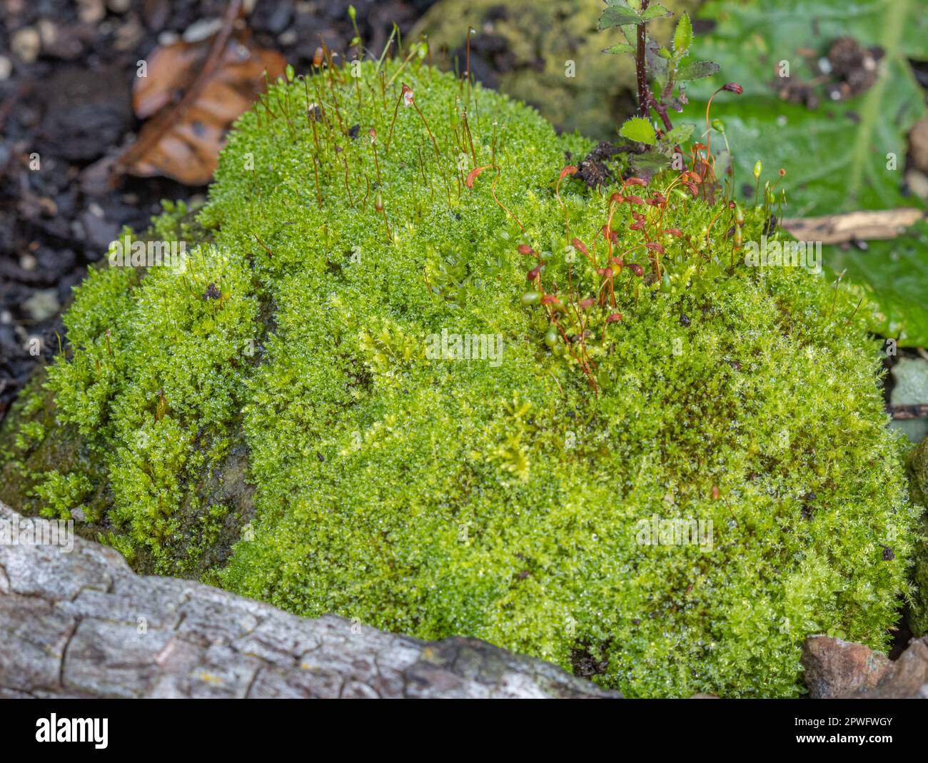 Bryophyte, mousse verte poussant sur un poteau de clôture en bois