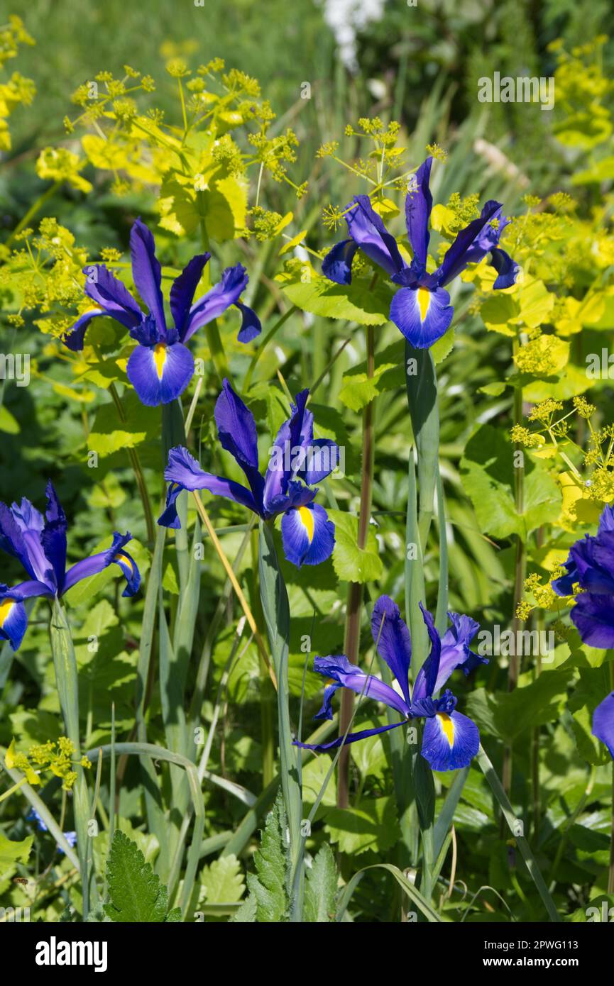 Magnifique contraste printanier de l'iris hollandais « Blue Magic » et du jaune acide Smyrnium perfoliatum dans le jardin britannique d'avril Banque D'Images