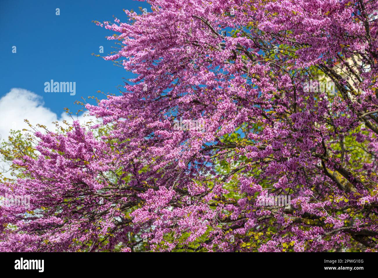 Arbre de Judas, ou Cerdis siliquastrum en fleur Banque D'Images