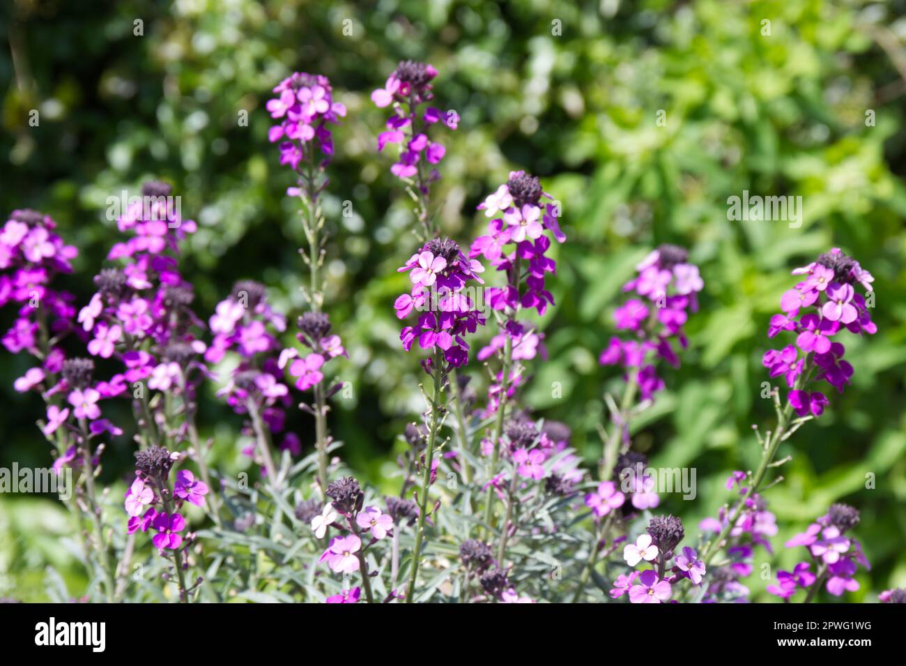 Fleurs de printemps pourpres de la fleur vivace Erysimum 'Bowles's Mauve' dans le jardin du Royaume-Uni en avril Banque D'Images