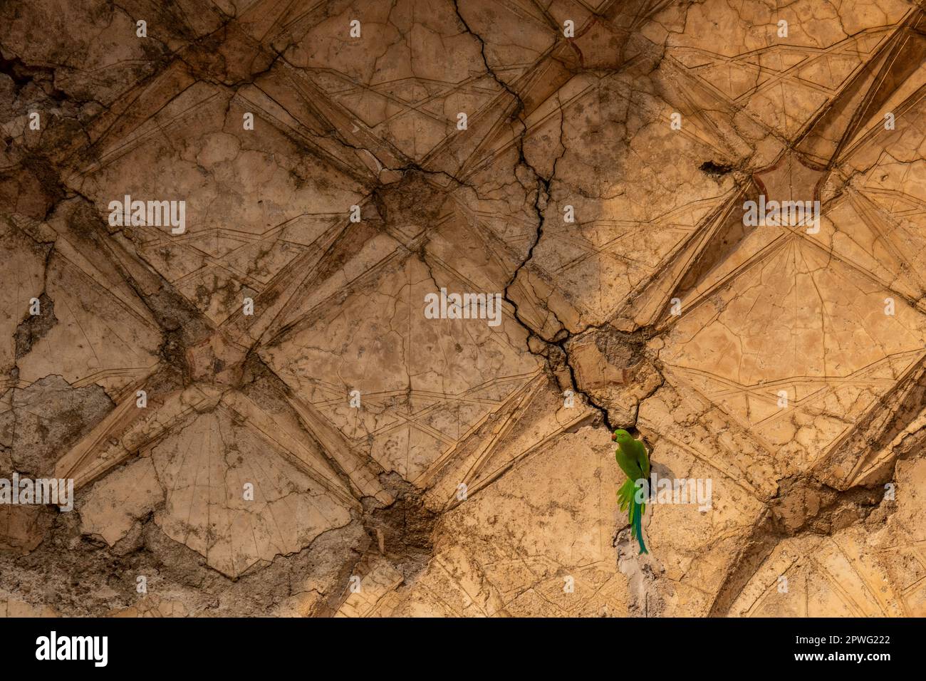 Un perroquet vert dans un bâtiment en ruines, Agra, Uttar Pradesh, Inde Banque D'Images