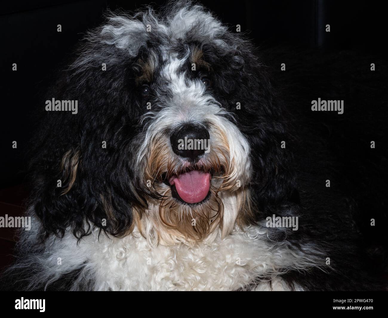 Bernedoodle Puppy, un mélange entre Poodle et Bernese Mountain Dog, sur fond noir. Banque D'Images