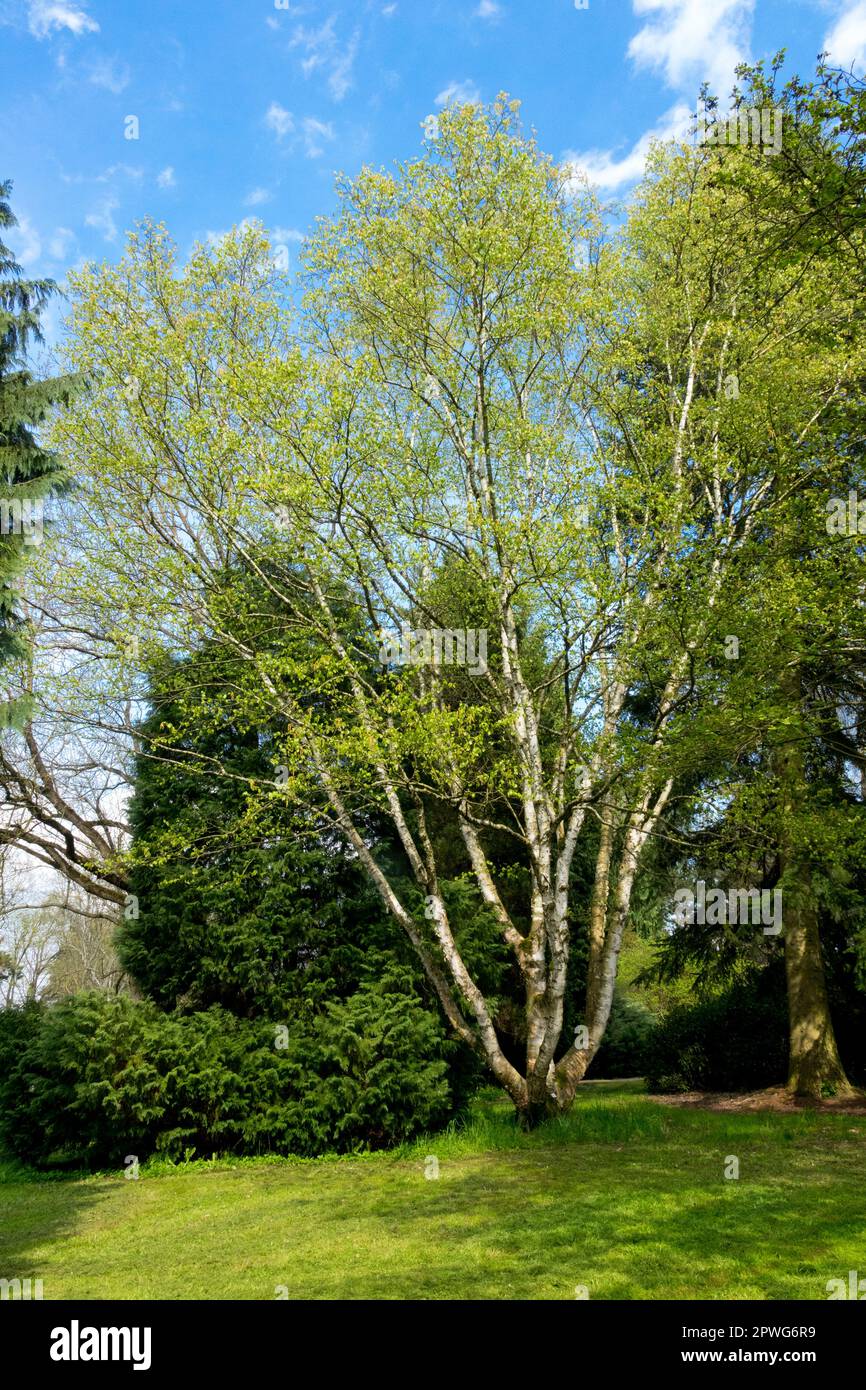Printemps, jardin, bouleau, arbre, bouleau à papier, Betula papyrifera Banque D'Images