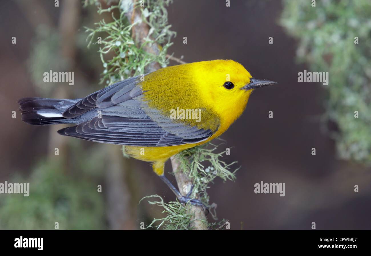 Paruline orangée (Protonotaria citrea) mâle durant la migration printanière, Galveston, Texas, États-Unis. Banque D'Images
