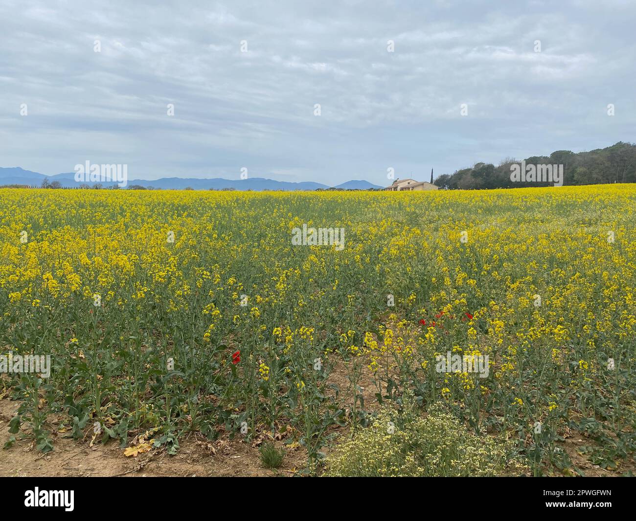 Champ de colza jaune en fleur sur un paysage simple avec ciel nuageux lumineux scène agricole printanière Banque D'Images