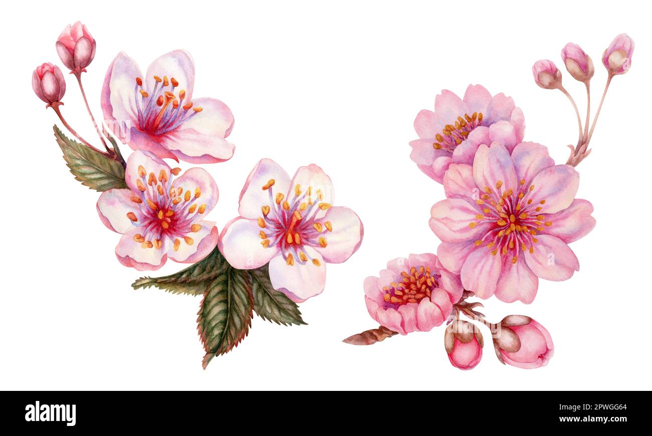 Fleurs sakura de printemps aquarelle, cerise japonaise. Illustration de pétales de rose réalistes en fleurs, fleurs, branches, feuilles de cerise. Éléments isolés Banque D'Images